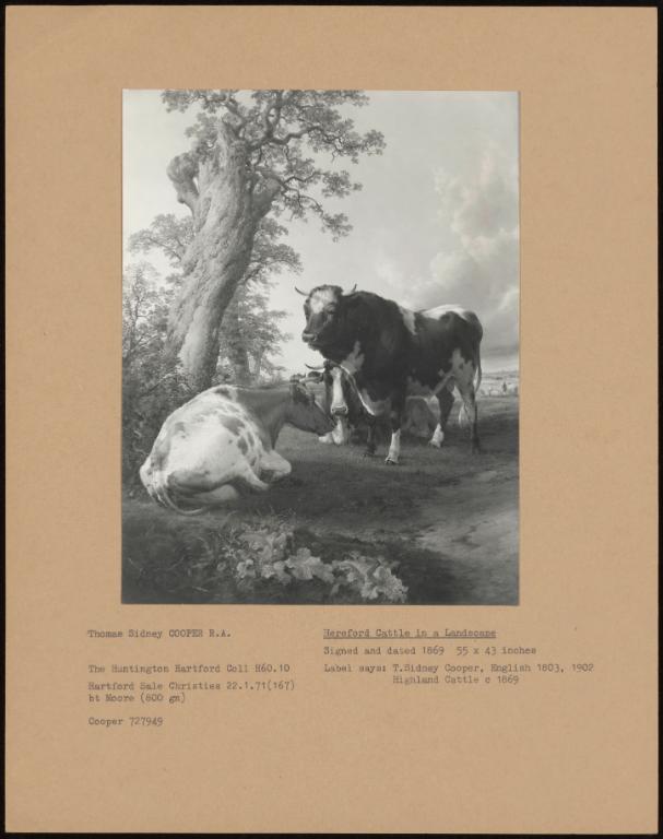 Hereford Cattle In A Landscape