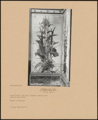 Plantain and Irise