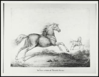 Various Action Of Flemish Horses