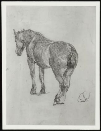 Study of a Horse. (Back View of a Horse)