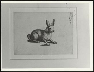 A Crouching Hare