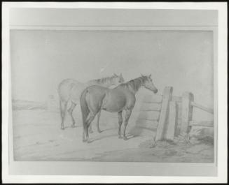 Two Horses Looking Over a Fence