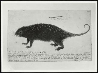 The Long-Tailed Porcupine
