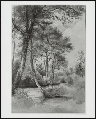 Stream with Trees and Cattle
