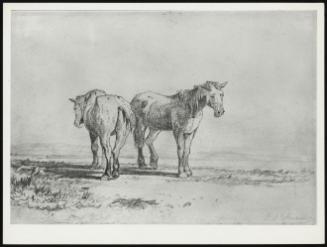 Two Old Horses Standing in a Field'