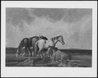Ponies on a Welsh Moor