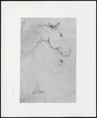 Study of a Horse's Head