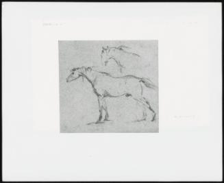 Study of Standing Horse, Side View; Head and Neck of Another