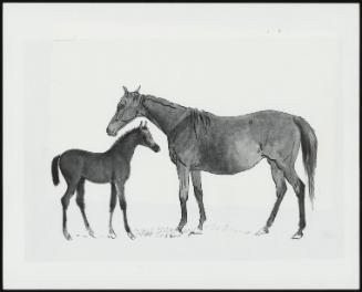 A Mare and a Foal