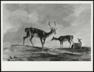 Fallow Deer: Stag and Two Does