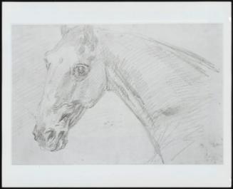 Head and Neck of Horse–Verso, Study of a Horse