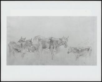 Study of Cattle and Donkeys