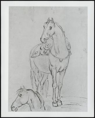 Study Of A Saddled Horse And Horse's Head