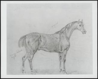 Study Of A Horse