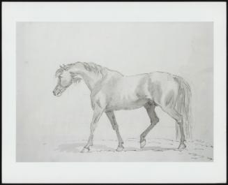 Sketch Of A Horse Walking