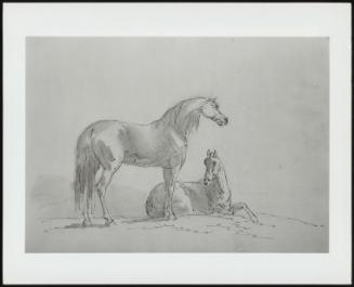 A Standing Horse In Foreground Facing Right With A Horse Lying Down With Head Raised In Background