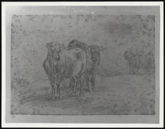 Two Cows Facing Front, With A Bull In Background