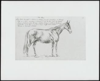 Horse–Long Tail