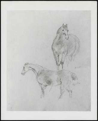 Study of Two Horses–Verso, Dog's Head