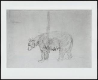 Study of a Bear–Verso, Study of Three Bears