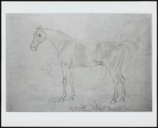 Study of a Horse with Trees and Rocks in Foreground