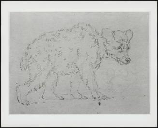 Study of a Bear