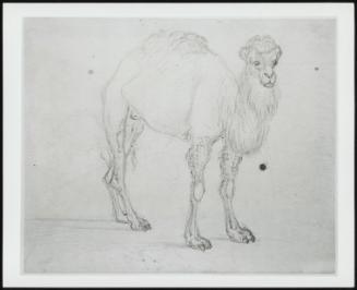 Study of a Camel Facing Right; Verso: Study of the Skeleton of a Horse