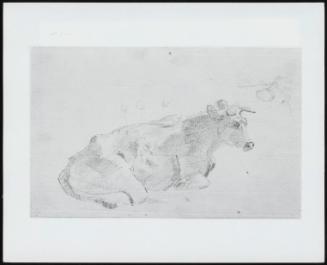 Study Of A Cow Lying Down And Facing Right - One Of 24 Originally Bound