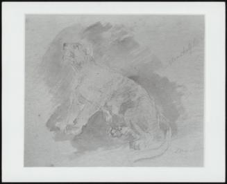 Study Of A Tiger - One Of 24 Originally Bound