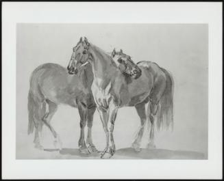 Sketch Of Two Horses Nuzzling