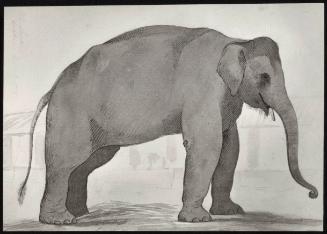 An Indian Elephant, Sept. 1, 1789