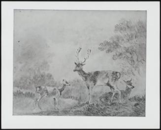A Family of Deer in a Clearing