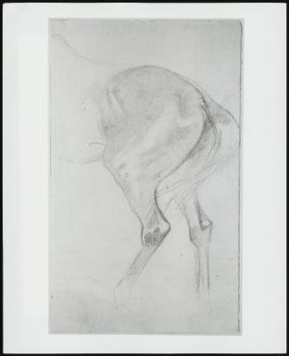 Study of a Horse's Hindquarters