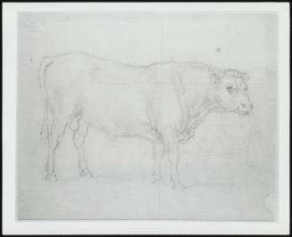 Study of a Bull