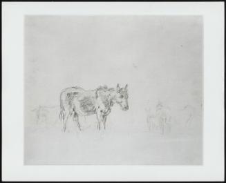 Study Of Donkeys - One Of 24 Originally Bound