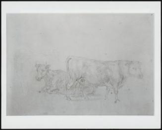 Study Of Cattle, Bull In Foreground Facing Right - One Of 24 Originally Bound