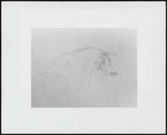 Study Of A Pig - One Of 24 Originally Bound