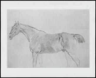 Study Of A Horse Facing Left - One Of 24 Originally Bound