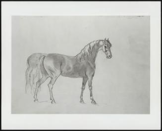 Sketch Of A Standing Horse Facing Right With Head Turned Frontward