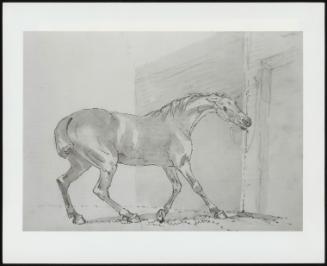 Sketch Of A Horse Tied Up Outside A Stable Pulling At The Reins