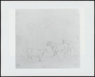 Study of Cattle. Verso: Study of Bears