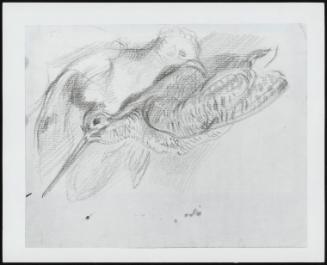 Study of a Dead Woodcock and Another Bird