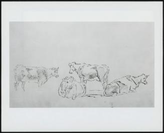 Study Of Cattle