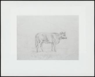 Sketch Of A Cow