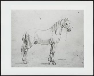 Study of a Horse Facing Right