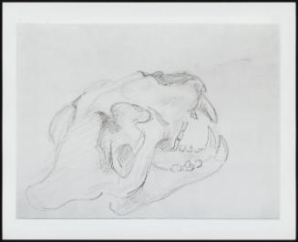 Study of a Skull, Cat Family