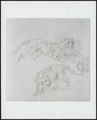 Studies Of A Tiger - One Of 24 Orginally Bound