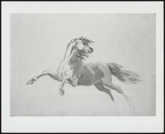 A Horse Galloping With Its Head Turned To The Right