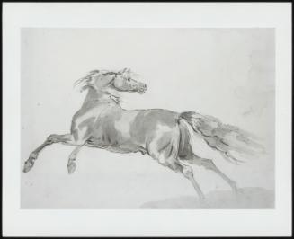 Sketch Of A Galloping Horse Looking Back