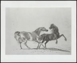 Two Horses Fighting